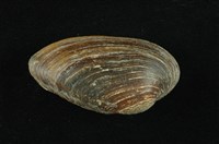 藏品(石蚌)的圖片